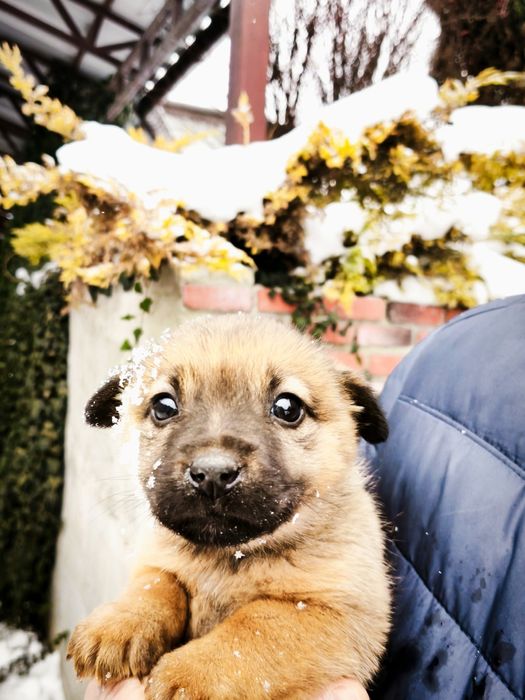Буся Цуценя дівчинка 1 місяць