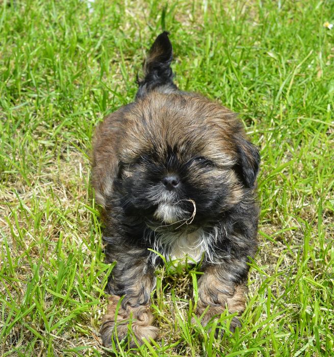 Shih Tzu  śliczny Piesek