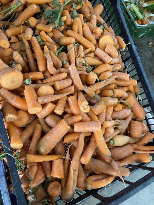 Sprzedam Marchew paszową