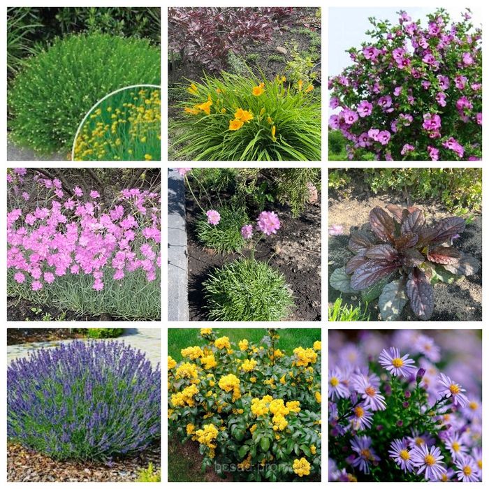 Вечнозеленые многолетники -иберис, гвоздика