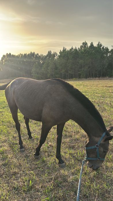 Vendo égua meiga e com bons andamentos