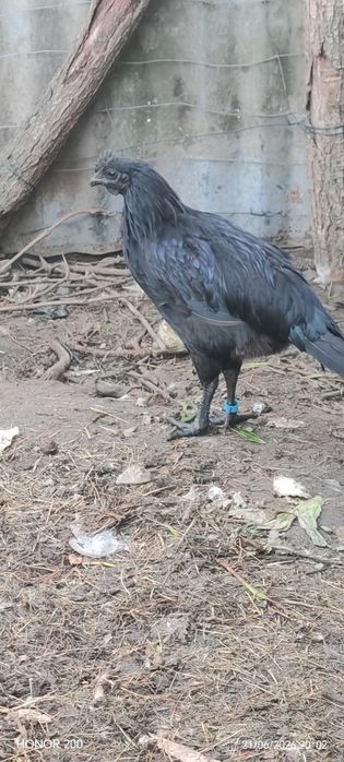 Kogut Ayam Cemani