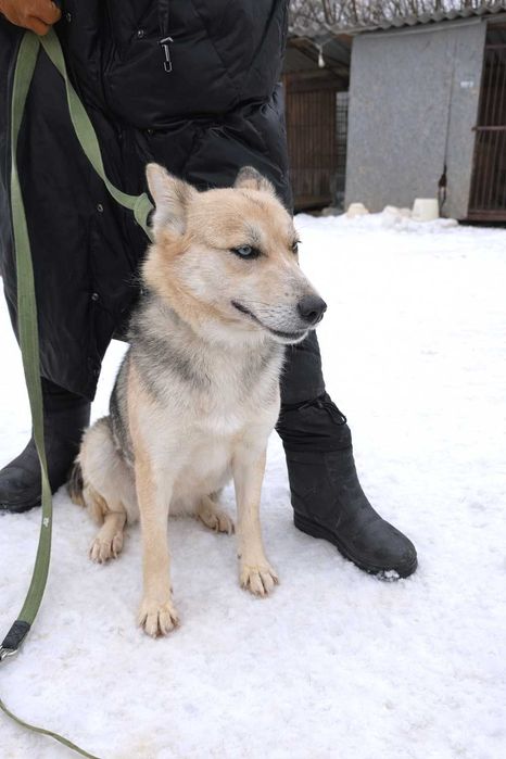 Хаскі метис в добрі руки (дівчинка, молода, активна, не на ланцюг)