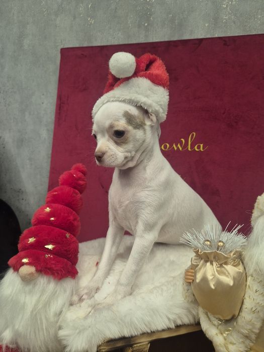 Chihuahua tessa przepiekna dziewczynka krótkowłosa