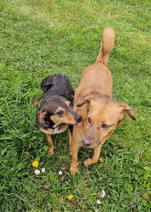 Mala Hania szuka domu