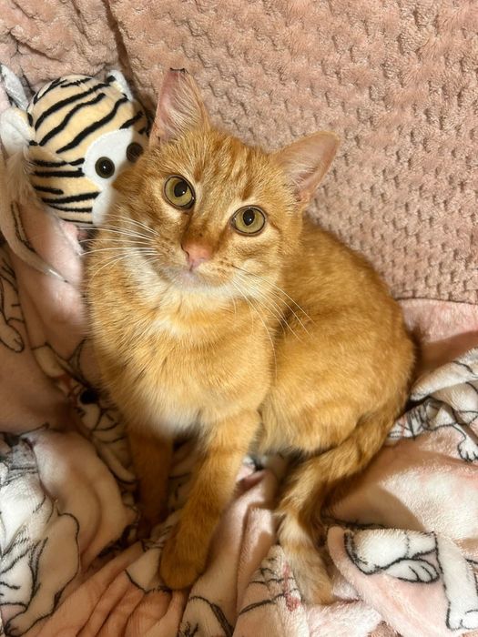 Cudowna kotka do adopcji