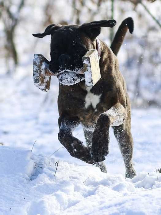 Bokser, suczka, żółta,  ZKwP /FCI