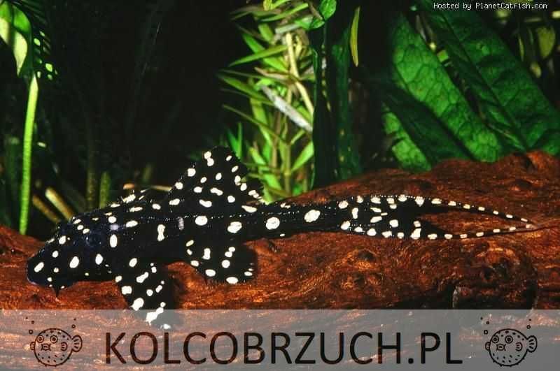 Acanthicus adonis - ODŁÓW - WF - Tarczobok - glonojad L-155