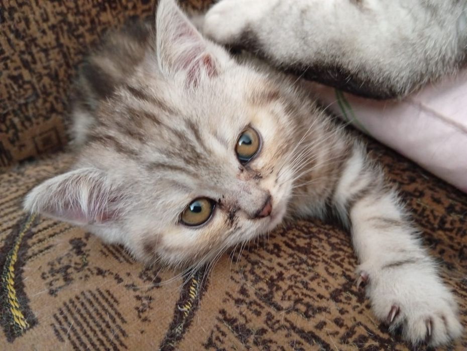 Продам шотландских котят
