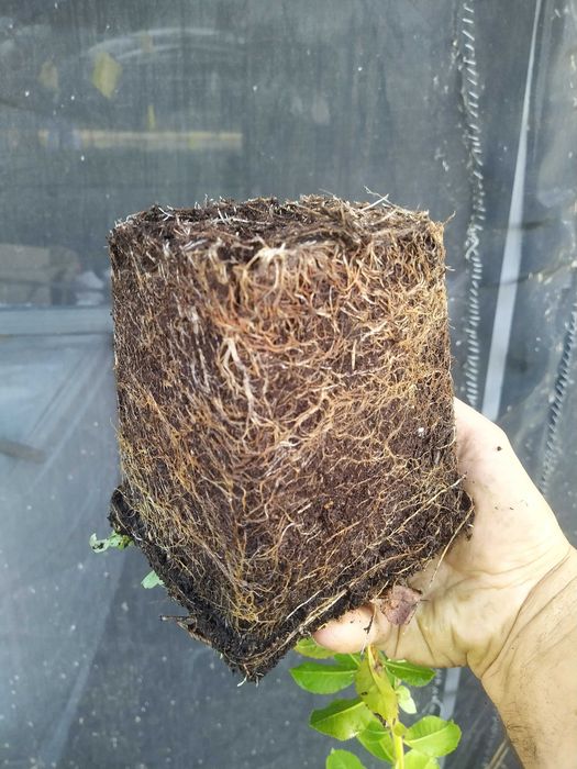 Medronheiros para plantação ou decoração