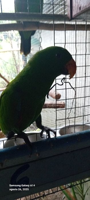 Papagaio ecletu macho