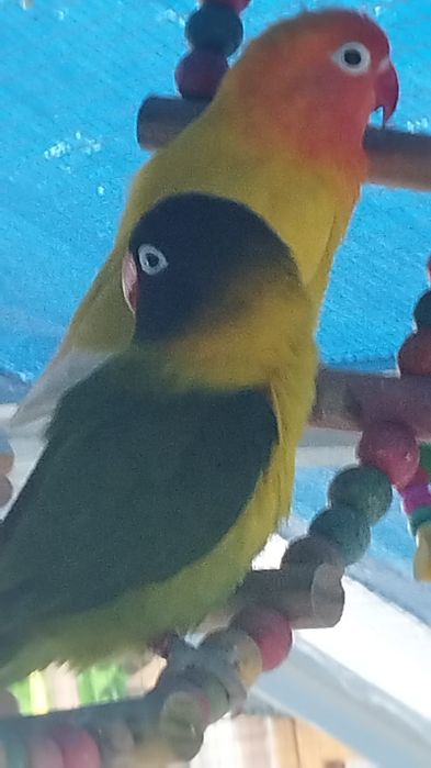 Canários , Agapórnis de todas as raças outras aves disponíveis