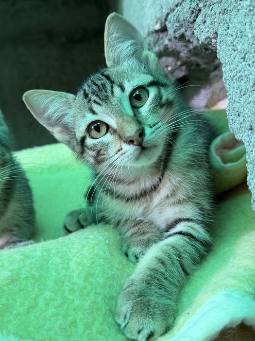 Gatinho 3 meses para adoção responsável