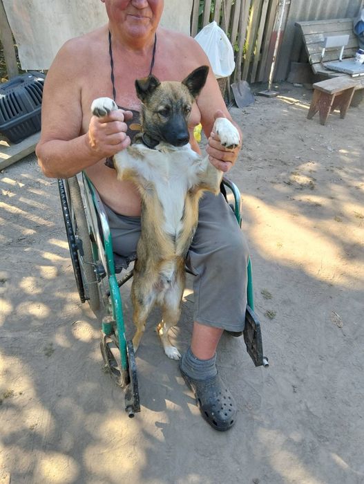 Дворянин 1рік кобель