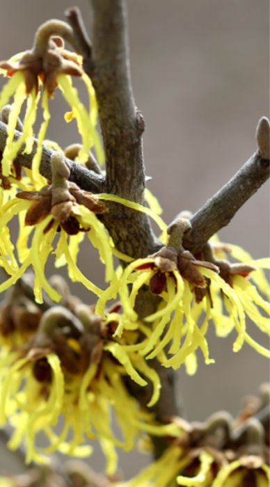 Oczar wirginijski piekny krzew kwitnacy zima