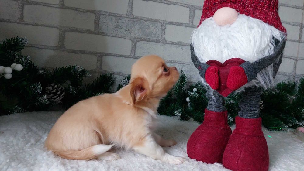 довгошерсті Чихуахуа Хлопчики з документами КСУ/FCI