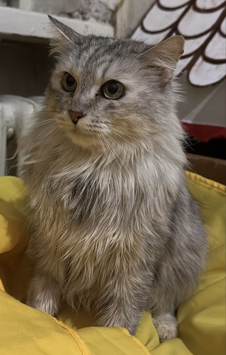 Молодая кошечка в хорошие руки