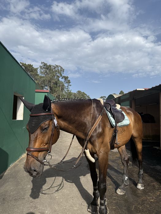 Cavalo de obstáculos