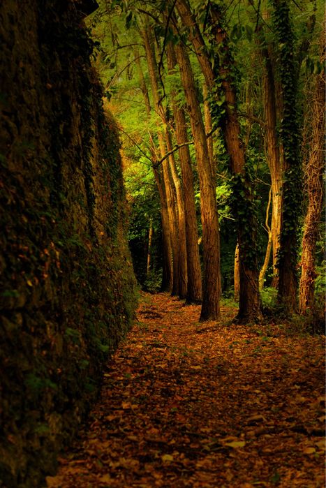 Sony Alpha a6000 НОВА! Повний комплект! + ГАРАНТІЯ!