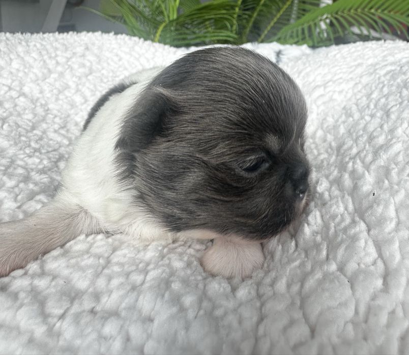 Długowłosy piesek chihuahua