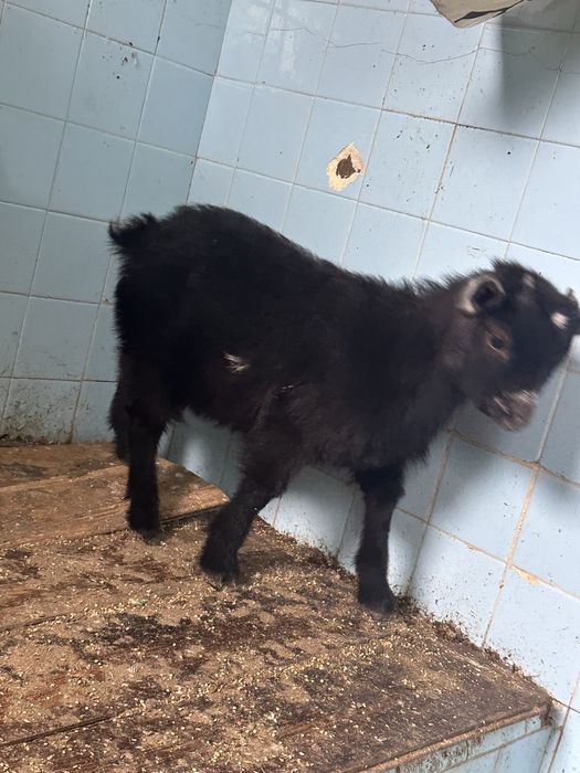 Troco ou Vendo cabrito anao tem 4 messes