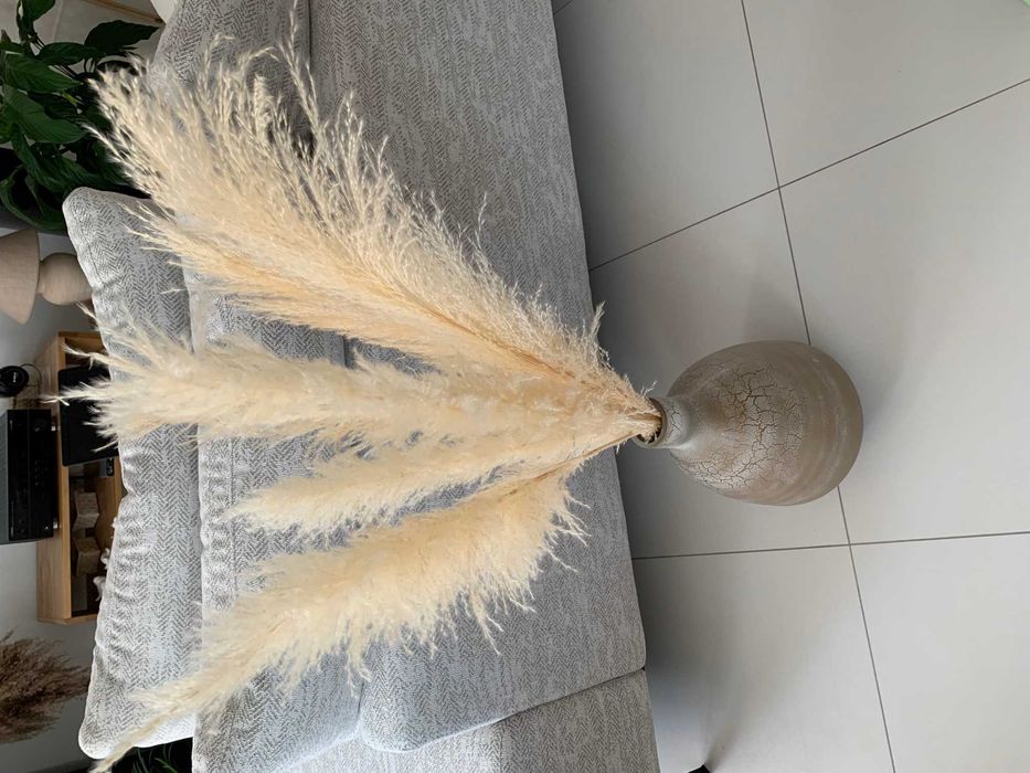 trawa pampasowa 115 cm suszona, 6 szt