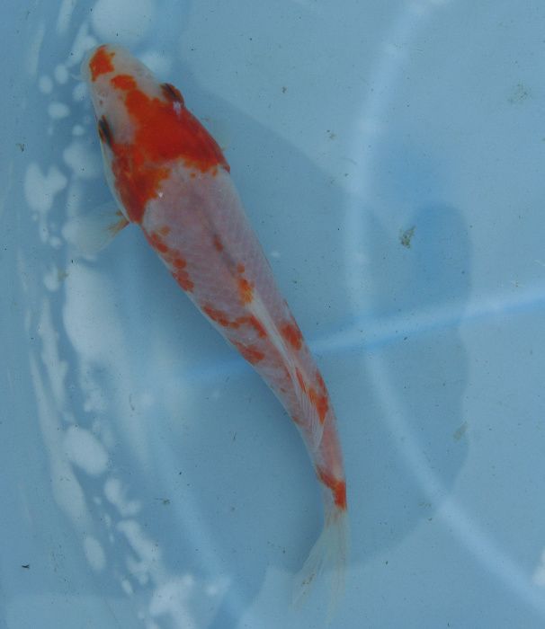 KARP KOI-Ryby karaś orfa lin tołpyga amur sandacz miętus pstrągWysyłka