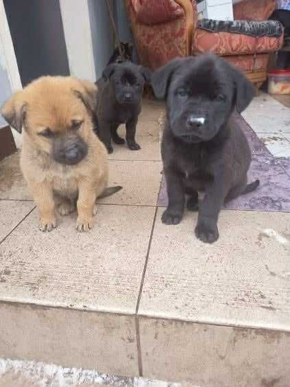 8-tygodniowe maluchy do adopcji – pieski i suczki