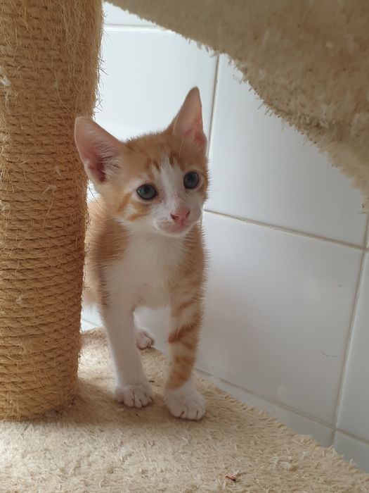 Gatinhos bebés para adoção