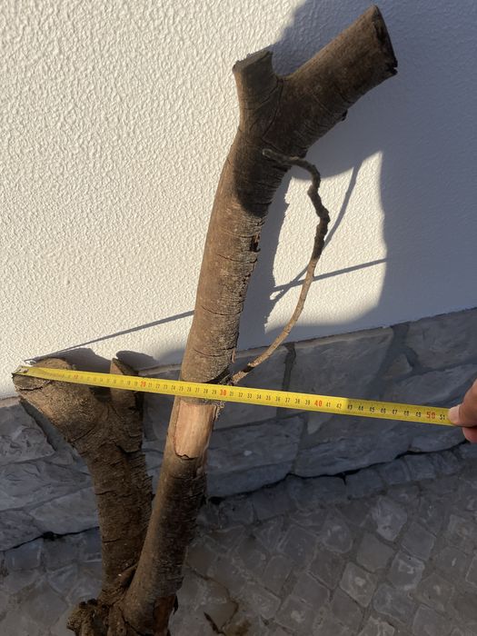 Tronco grande para aquario ou terrario