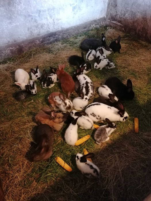 Króliki na sprzedaż