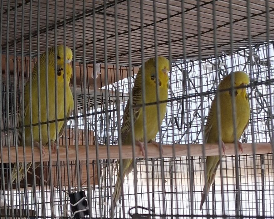 Lote de aves exóticas