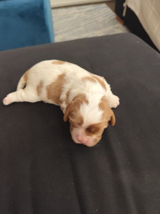 Fantástico Cavalier King Charles