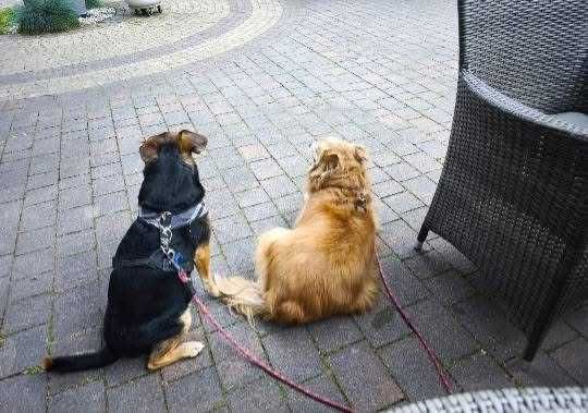 Psy do oddania w dobre ręce