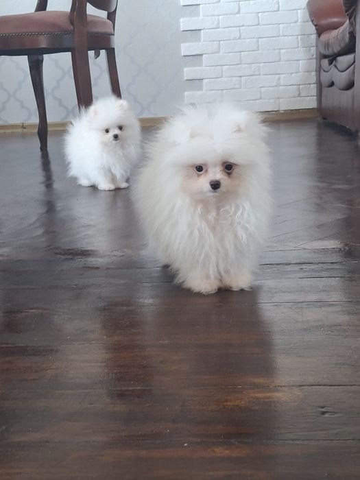 Szpic miniaturowy pomeranian