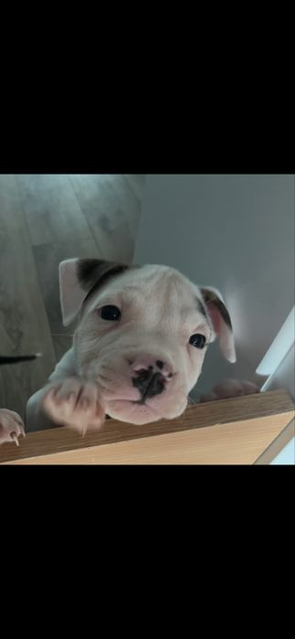 American Staffordshire Terrier (Amstaff)