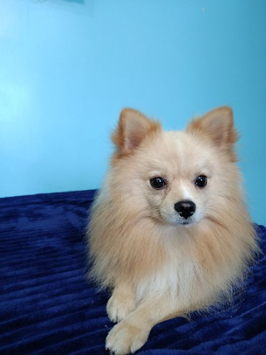 Шпіц хлопчик грайливий красунчик