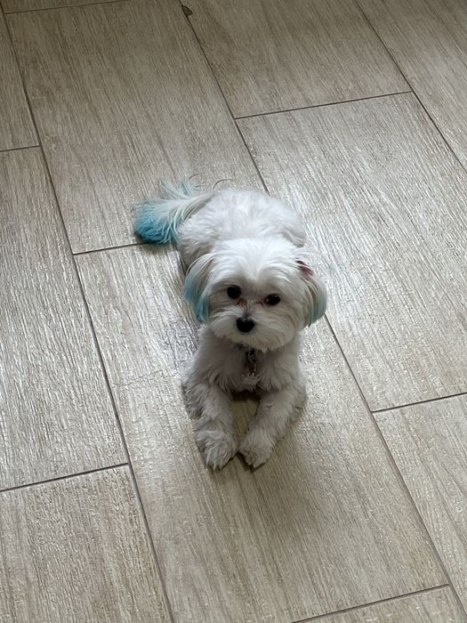 Вязка  кобель міні мальтійська болонка