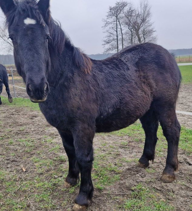 Ogierek zimnokrwisty