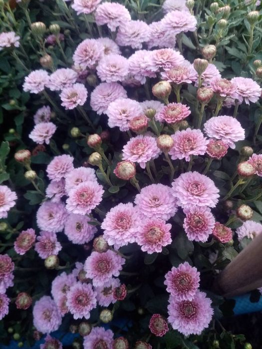 Садовые цветы хризантемы мультифлора, безвременник, лаванда, годжи и д