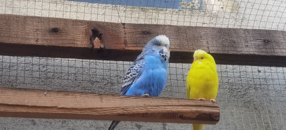 Papugi faliste, parka