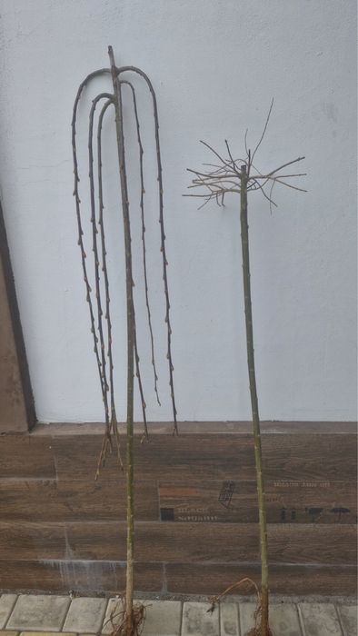 Пропонуємо Хакуро- Нішикі! Верба Кілмарнок!