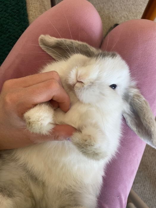 Królik mini lop ….