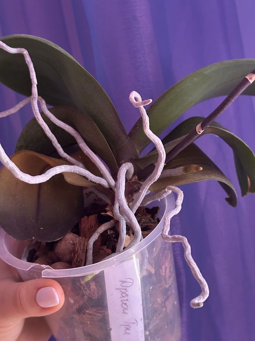 Орхідея фаленопсис