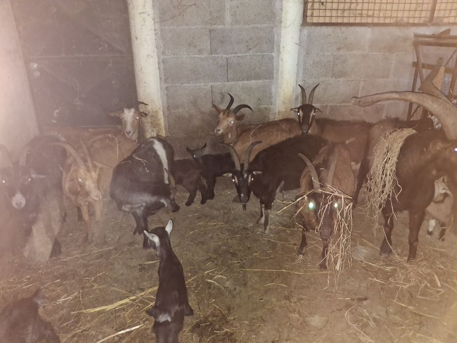 Vendo cabras e machos