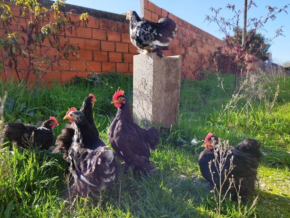 Pekins...black , black copper e black mottled