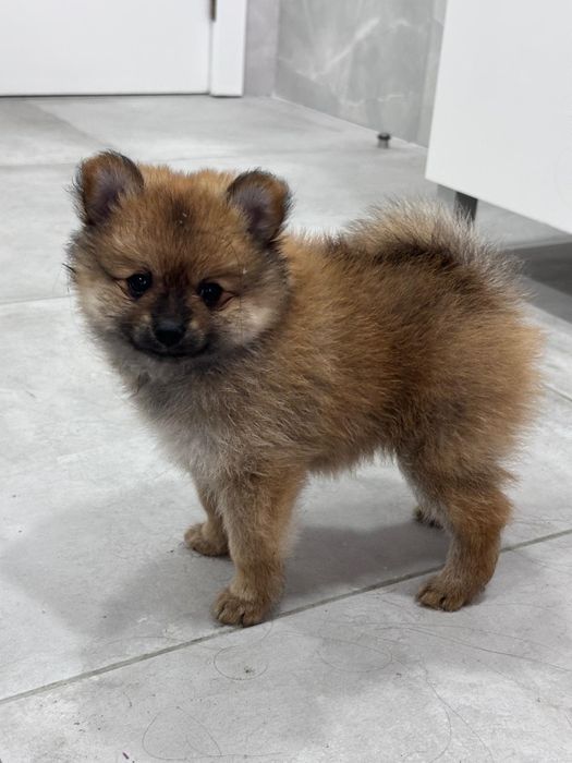 Spitz alemão macho  anão
