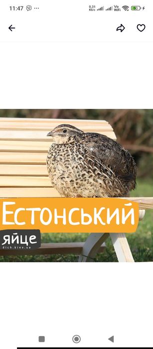 перепелині яйця для інкубації естонець