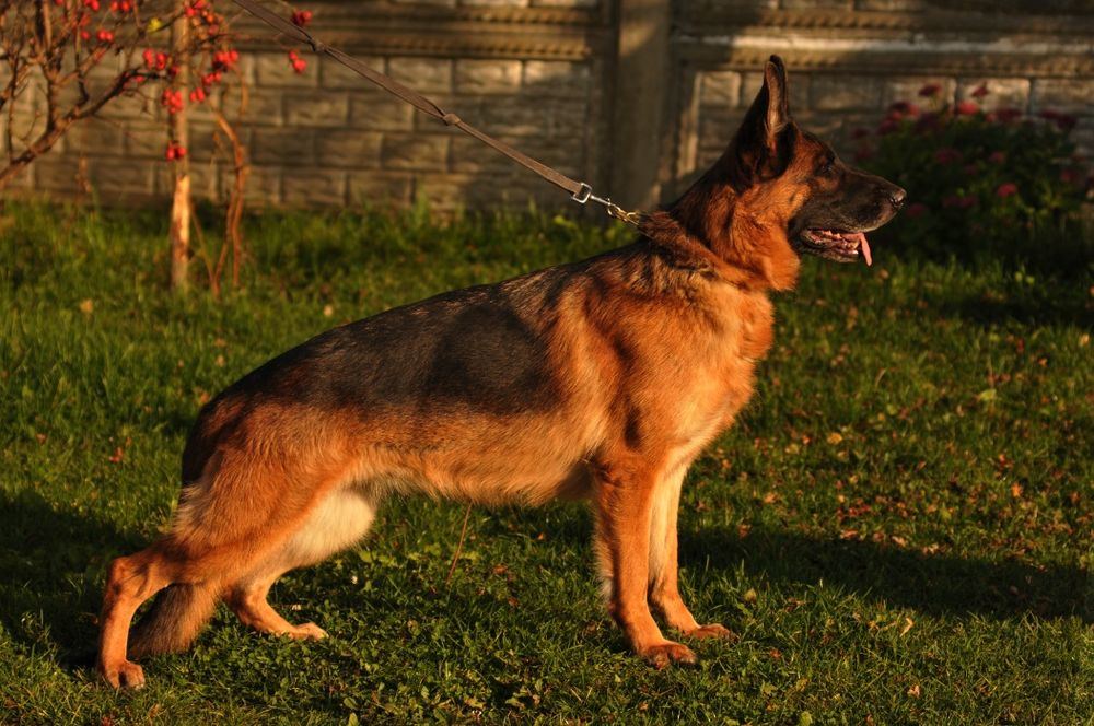 Німецька вівчарка