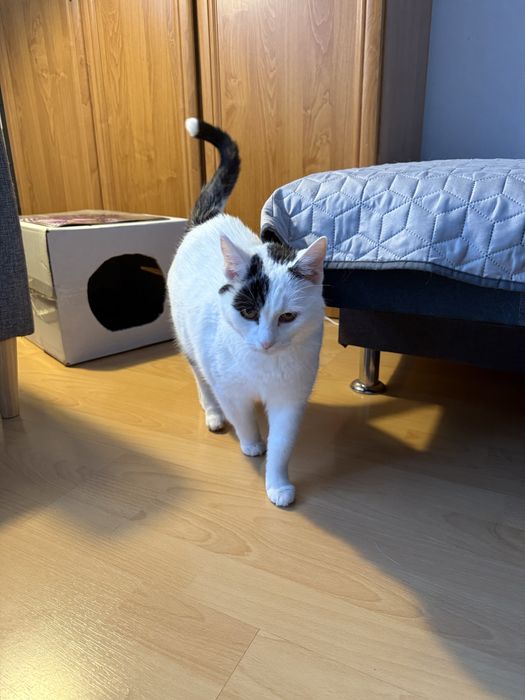 Kotka oddam za darmo